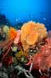 Coral Scene, Irian Jaya Indonesia