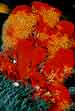 Red Orange Tube Sponges with Tunicates