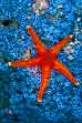 Starfish & Blue Tunicates