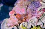 Scorpionfish at Night, Irian Jaya Indonesia Diving