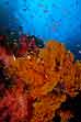 Corals and Anthias