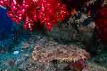 Wobbegong Sharks, Sorong Indonesia