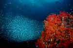 Misool, Raja Ampat Schools of Silversides, Soft Corals