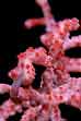 Raja Ampat Pygmy Seahorse