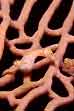 Pygmy Seahorse photograph, Hippocampus  Denise,