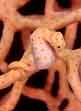 Pygmy Seahorse, "Plucked Chicken"