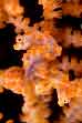 rajah pygmy seahorse ampat