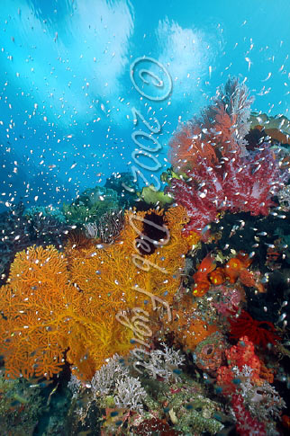 Cape Kri, Raja Ampat Photos, Underwater Photos, Corals & Clouds