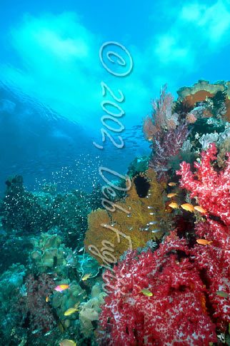 Cape Kri, Raja Ampat Photos, Corals & Clouds
