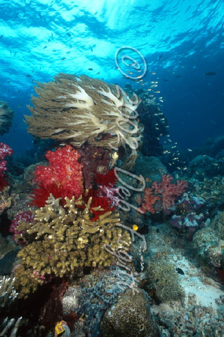 Cape Kri, Raja Ampat Islands, Strong Currents