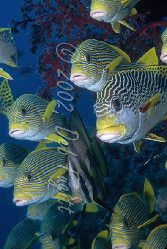 Sardine Reef, Raja Ampat Islands, Sweetlips & Batfish