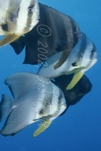 Chicken Reef, Raja Ampat Islands, Batfish Pictures