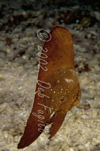 Wai Island, Raja Ampat Islands, Juvenile Batfish Photo