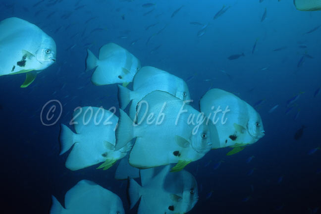 Chicken Reef, Raja Ampat Islands, Batfish School