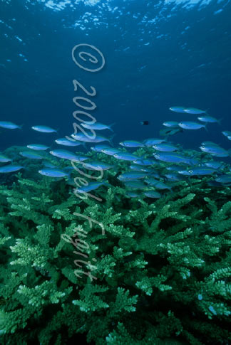 Raja Ampat Photos - Hard Corals and Fusiliers