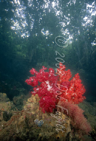 Raja Empat Photos, The Passage, Reef & Rainforest