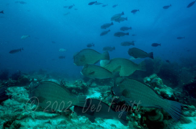 Irian Jaya  Photography  - Bumphead Parrotfish