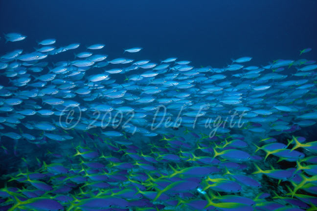 Raja Ampat Underwater photography -  Two Species Schooling Fish, Fusiliers
