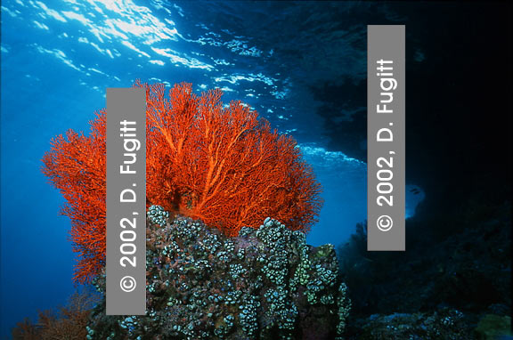 Irian Jaya Underwater Photography, Mike's Point Corals