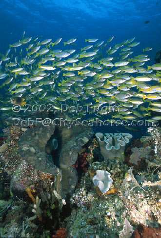 Giant Clam Photo, Raja Ampat, Irian Jaya Indonesia