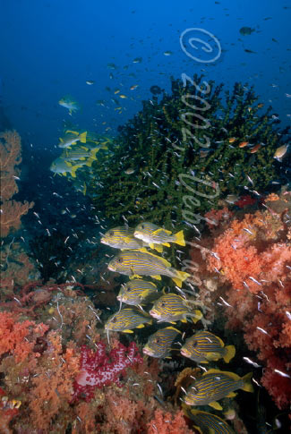 Sweetlips, Irian Jaya Indonesia Underwater Photos