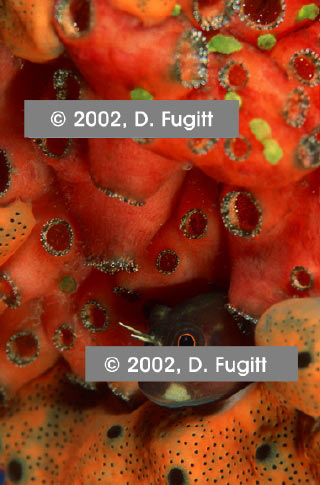 Melissa's Garden Undewater Pictures, Blenny in Tunicates