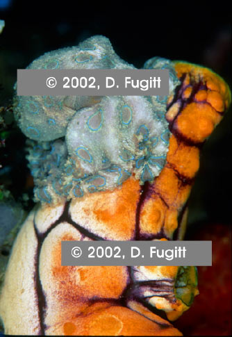 Blue Ring Octopus Picture