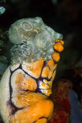 Blue Ring Octopus Photo