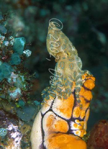 Blue-Ring Octopus Picture