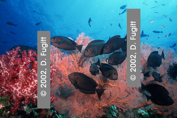 Raja Ampat, Chicken Reef, Surgeonfish Cleaning Station