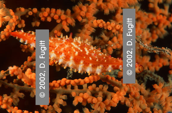 Raja Ampat, Chicken Reef, Cowrie Shell Photo