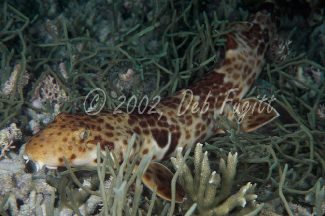 Irian Jaya Bamboo Shark Picture (new species)