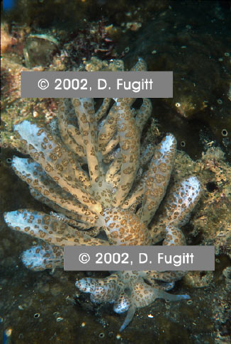 Solar Powered Nudibranch Photo, West Papua Indonesia