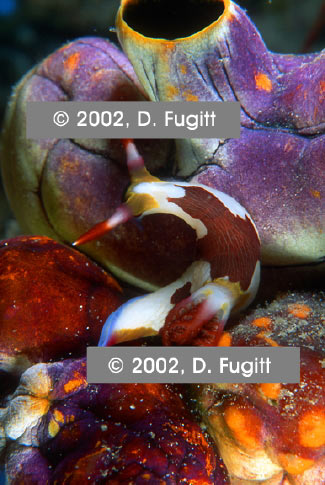 Nembrotha Nudibranch Photo, West Papua Indonesia