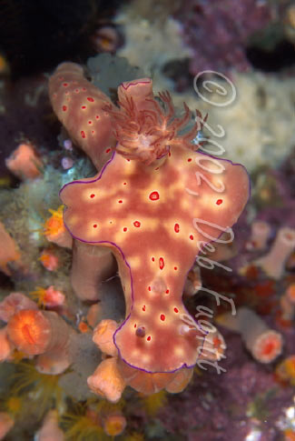 Ceratosoma Nudibranch Pictures, Raja Ampat, Irian Jaya Indonesia