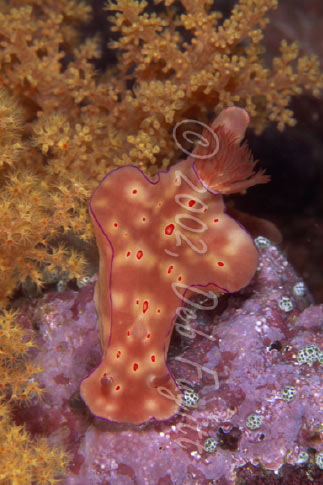 Ceratosoma Nudibranch Pictures, Raja Empat, Irian Jaya Indonesia