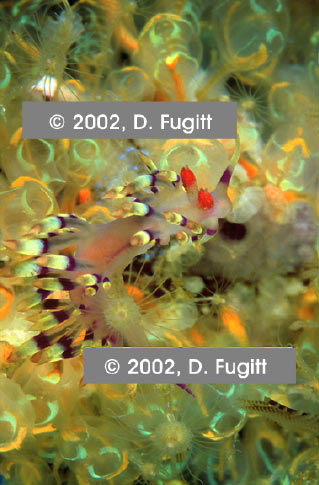 Flabellina Nudibranch Pictures, Raja Ampat, Irian Jaya Indonesia