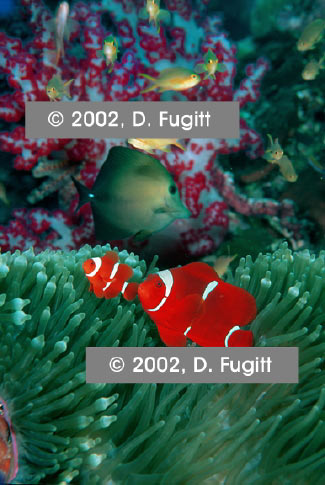 Spinecheek Anemonefish Picture, Raja Ampat, Indoneisa