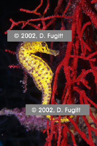 Seahorse Photo, Irian Jaya Indonesia