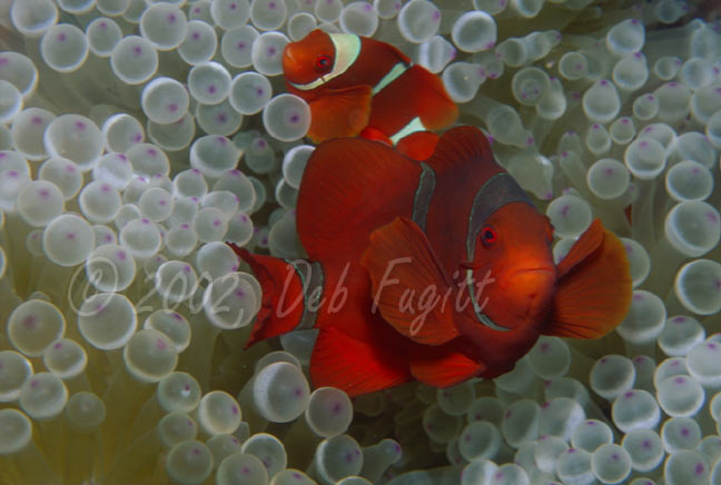 Spinecheek Anemonefish, Raja Empat Islands Indonesia