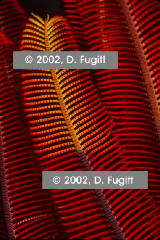 Melissa's Garden Crinoid Picture