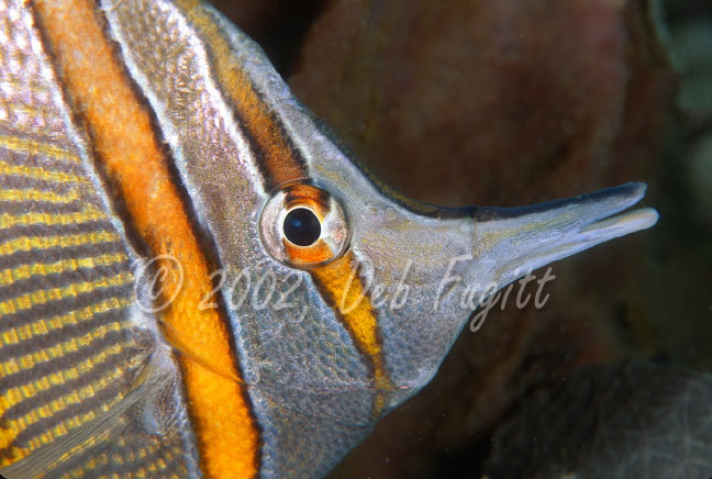 Butterflyfish Picture, The Passage, Gam - Waigao Island