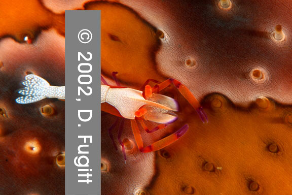 Emperor Shrimp on Sea Cucumber, Melissa's Garden Fam Island