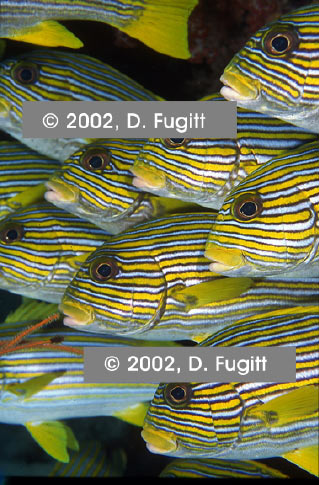 Sweetlips, Underwater Photo Raja Ampat