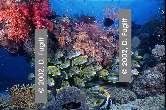 Sardine Reef Scene, Schooling Fish Picture