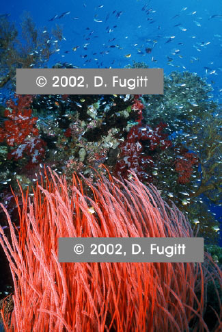 Coral Scenic, Irian jaya Indonesia - Raja Ampat