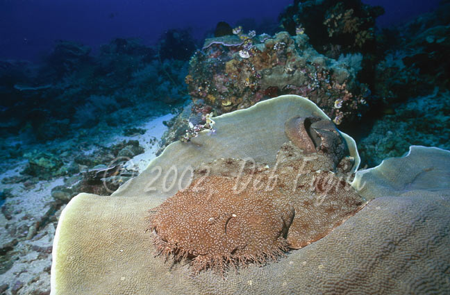 Wobbegong Shark Photo, Raja Ampat