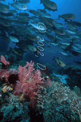Schooling Fish Picture, Surgeonfish, Raja Ampat