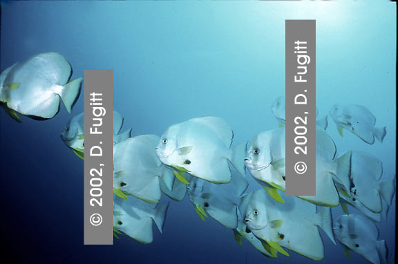 Batfish School Picture, West Papua Indonesia