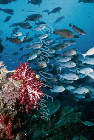Surgeonfish School, Raja Ampat Indonesia